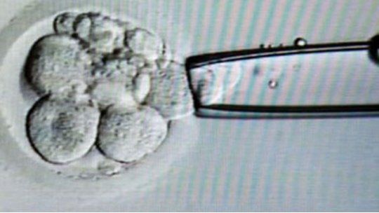 inseminación artificial