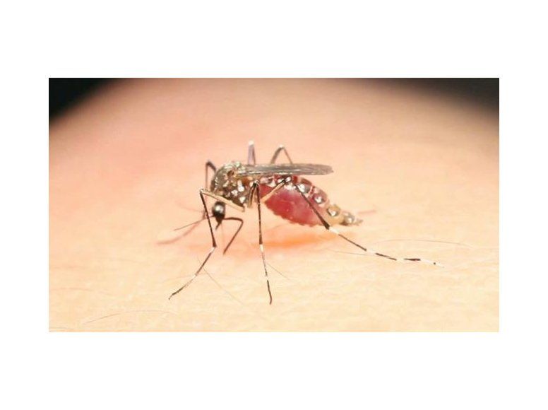 Hay invasión de mosquitos pero no son los que transmiten enfermedades