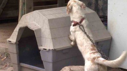 ley de urgencia plantea la creacion del instituto nacional de bienestar animal