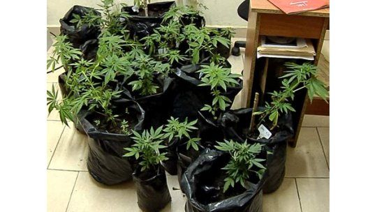 Topolansky pide hacer encuesta después de debatir sobre marihuana