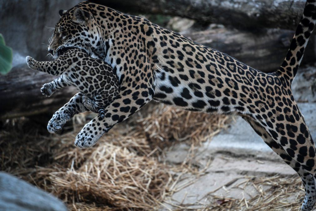 Un jaguar recién nacido aparece junto a su madre en el zoológico de París