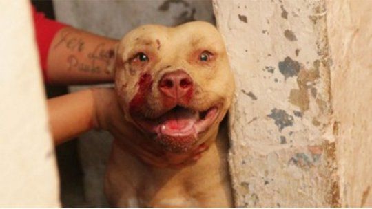 perro pit bull