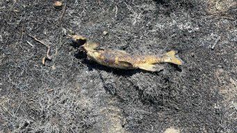 Foto: Greg Hiltz / Ashcroft Fire Rescue / AFP.