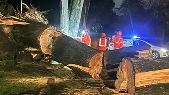 Árboles caídos en Canelones durante la noche y madrugada de este viernes.
