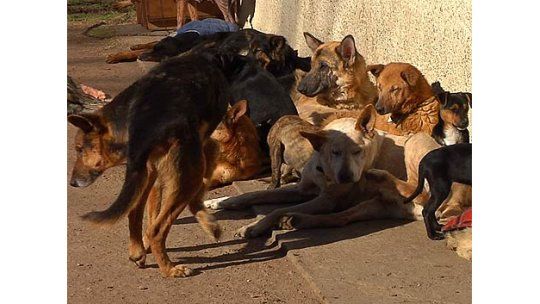 Matanza de perros en San Antonio tiene indignados a los vecinos