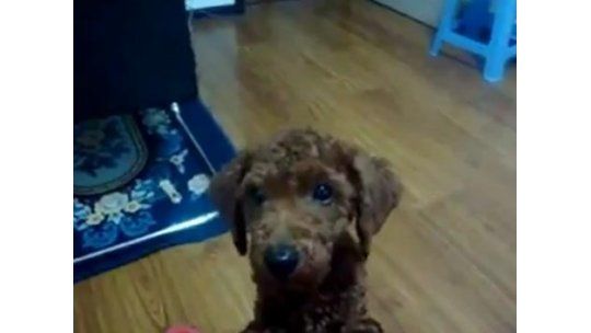 Un perro dice Mamá para pedir comida
