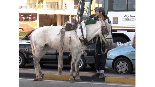 Demanda por muerte de hombre embestido por un caballo de carrito