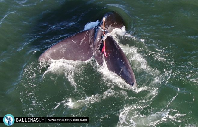 Ballena-enredada-punta-del-este-foto-Ballenas-Uy.jpg
