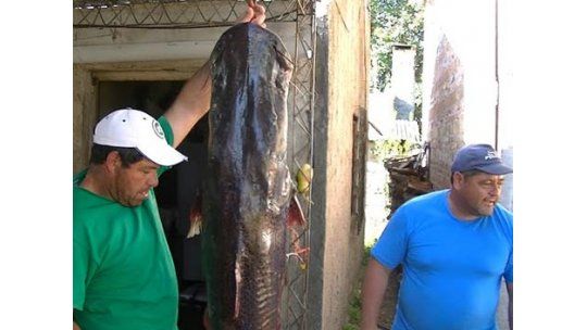 Pescaron un surubí gigante de 1,70 metros y 45 kilos