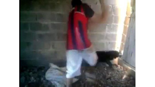 Declararán los jóvenes que le pegaron a un perro hasta su muerte