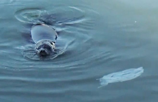 Francisca-bolsa-nylon