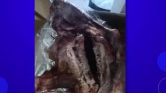 ADN confirmó que es una especie bovina el caso de mujer que denunció que le dieron un perro por cordero ADN confirmó que es una especie bovina el caso de mujer que denunció que le dieron un perro por cordero