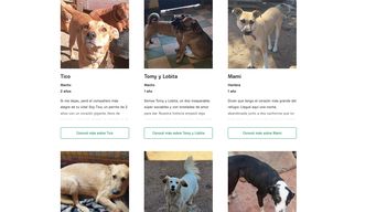 imm lanzo el portal espacio animal montevideo, para promover la adopcion de perros y gatos