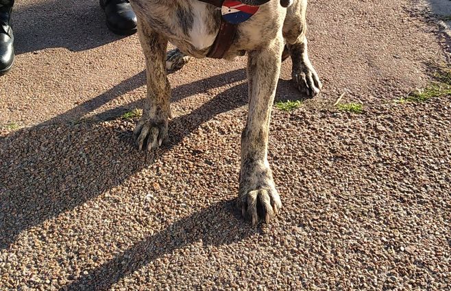 Previa del desfile por la Jura de la Constitución. Foto: Beatriz Martínez, periodista de Subrayado.
