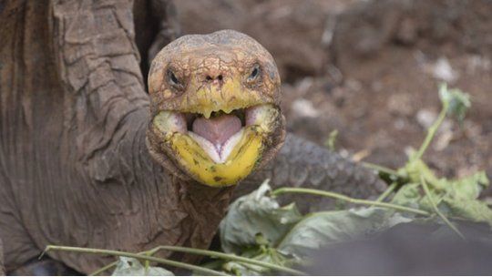 tortuga diego galápagos