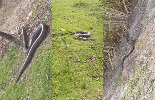 anaconda-amarilla-alternatus.jpg