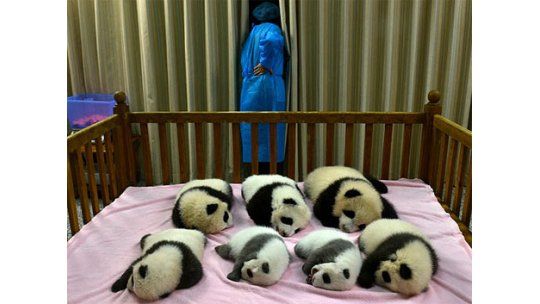 Presentan en sociedad a 7 bebés pandas nacidos este año en China