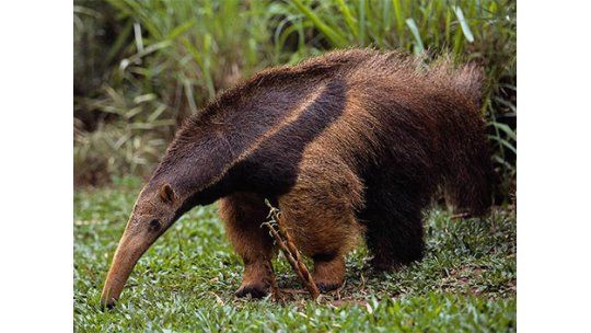 Nació el primer oso hormiguero en Uruguay y se llama Pereira
