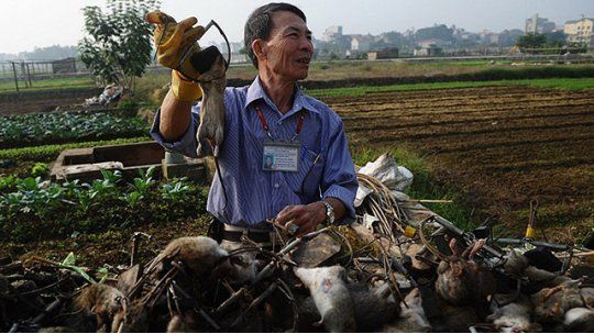 ratas vietnam