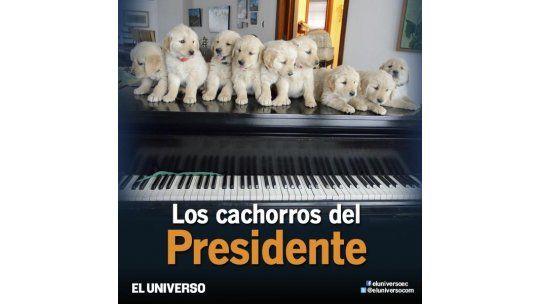 cachorros rafael correa