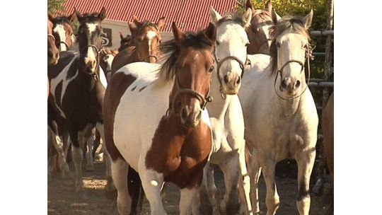 Todos los caballos de las criollas deben estar vacunados