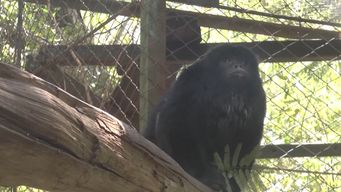 aparecieron monos aulladores en artigas; provienen de rio grande do sul