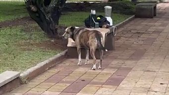 ataques de perros preocupan a autoridades de rivera: hospital atendio 64 casos desde enero y reclaman accion del inba