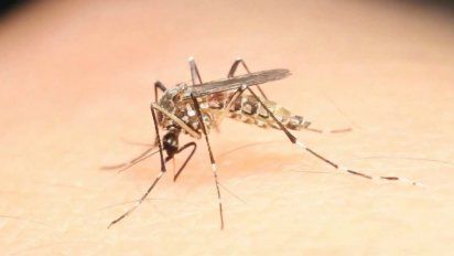 msp pide a la poblacion tomar precauciones por posibles casos de dengue en verano