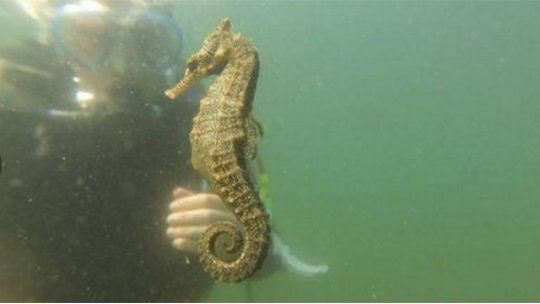 Impresionante video de un caballito de mar dando a luz