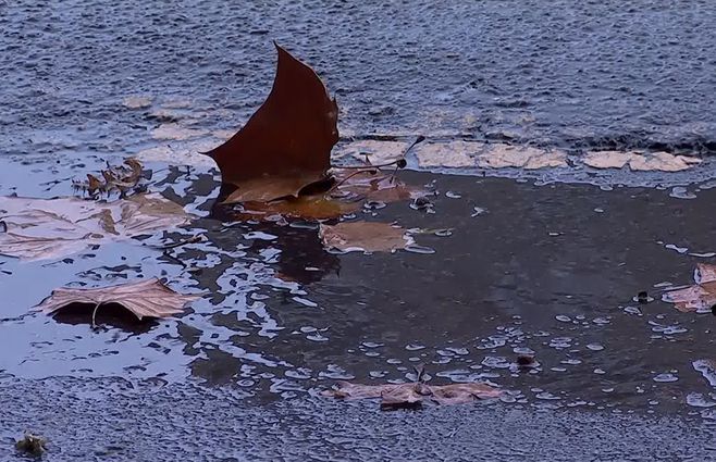 Lluvia-hojas-calle-frío.jpg