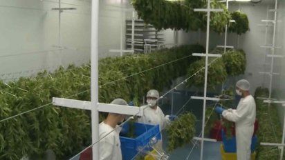 la produccion de marihuana regulada por el estado no alcanza a abastecer la demanda