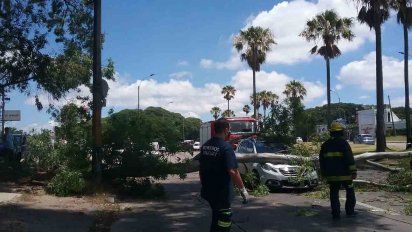 un arbol cayo encima del capo de un auto en el que viajaba una familia