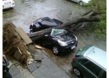 Queja de vecinos: Convivencia, ruidos, arbolado, vivienda, basura