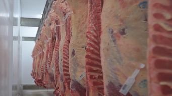 exportaciones de carne: mattos tiene expectativas por viaje de lacalle pou a china