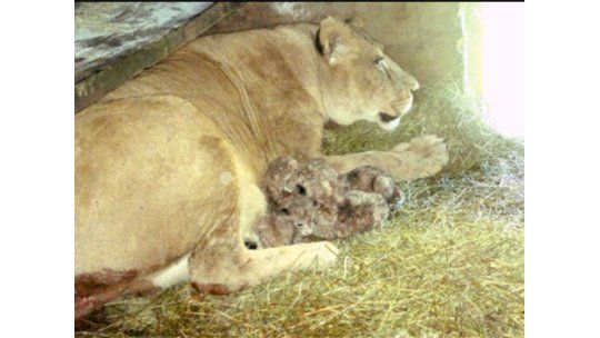 Buscan nombre para los cuatro leones recién nacidos en Salto