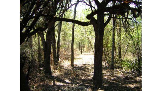 Comprarán parque natural del Chaco por suscripción popular