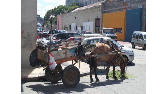 Justicia analiza caso del hombre que mató a palos a una yegua