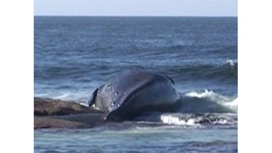 Autoridades analizan qué hacer con la ballena muerta en Maldonado