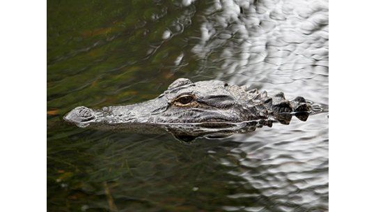 Capturan a enorme cocodrilo en Miami, pese a ayuda de los vecinos
