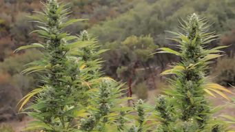 dia mundial de la marihuana, uruguay cuenta con 24 farmacias habilitadas 