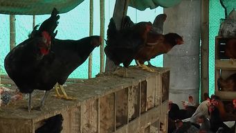murieron cerca de 400 mil gallinas en tres dias por la ola de calor