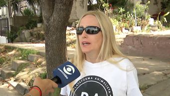 dos perros del refugio de plataforma animalista murieron de paros cardiacos a causa de la pirotecnia