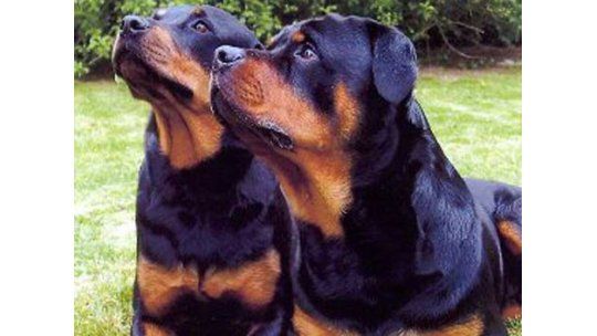 Sacrificaron a rottweilers que mataron a una mujer en San José