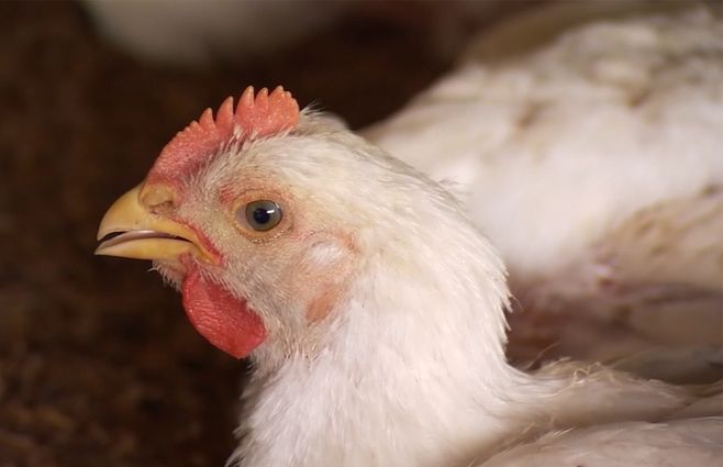 gallina-gripe-aviar-vacunacion