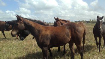 Subrayado | MICRO TURF 22 D JUN