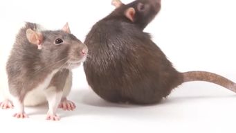 murio una persona por leptospirosis en san jose; ya son dos los fallecidos en lo que va del ano