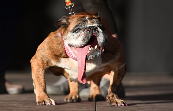 bulldog  Zsa Zsa perro más feo del mundo