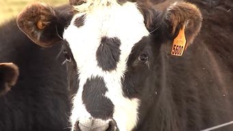 caso republica ganadera: interpol emitio alerta plateada para rastrear bienes en el exterior