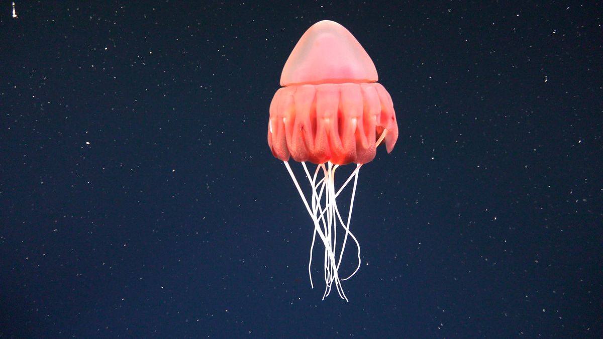 Periphylla. Fuente: Schmidt Ocean Institute