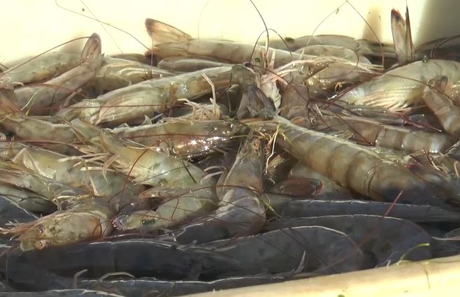 zafra-camarón-rocha-verano